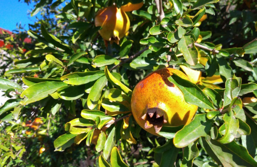 2026年中央一号文件：扩大优势特色农产品出口