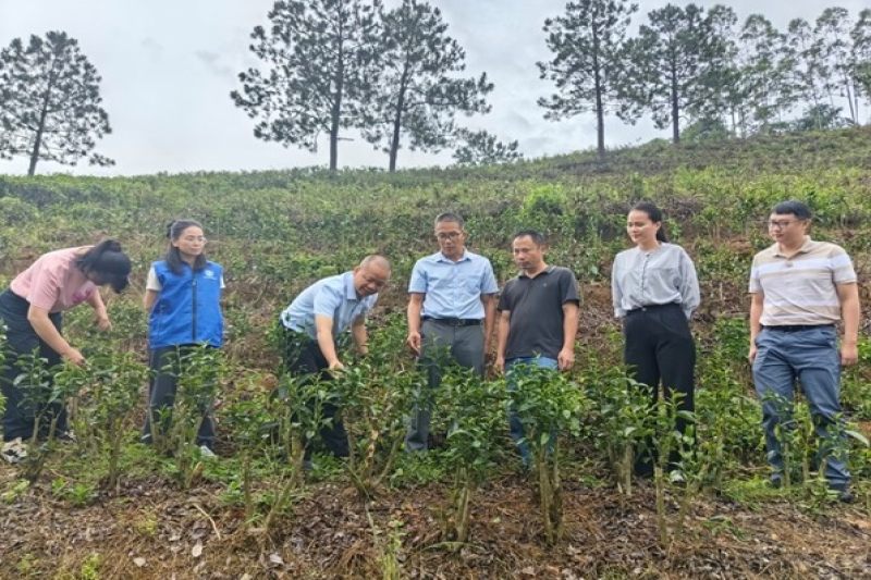 广西南亚所茶叶产业科技先锋队赴兴业、灵山开展技术服务