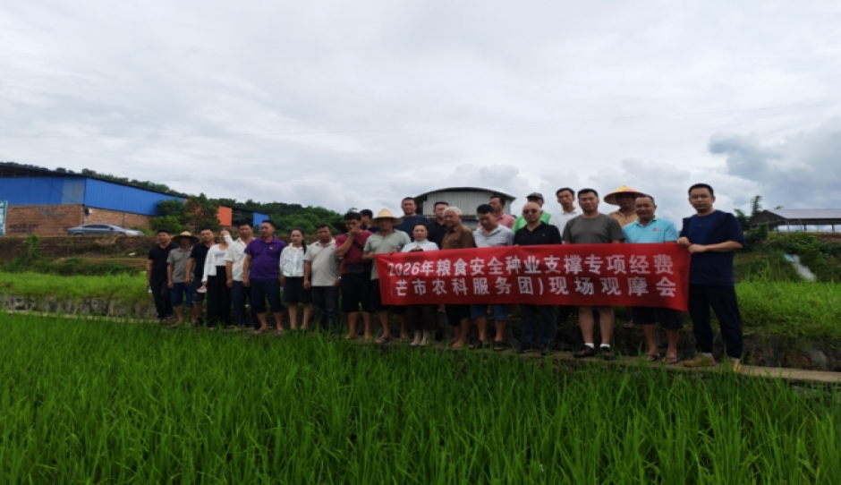 “芒市农科服务团”开展水稻中耕管理现场观摩培训会