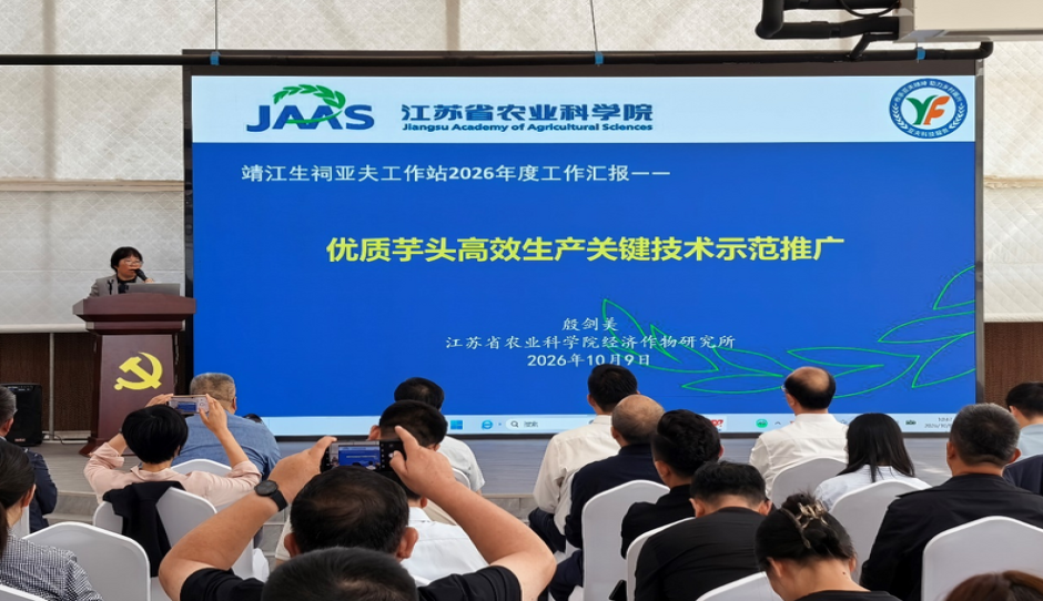 聚力芋乡促振兴，科技赋能启新程  ——亚夫科技服务项目“优质芋头高效生产关键技术示范推广”推进会暨示范观摩会在靖江顺利召开
