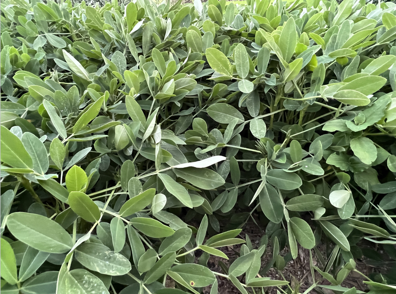 2026年华南地区春花生生产技术指导意见